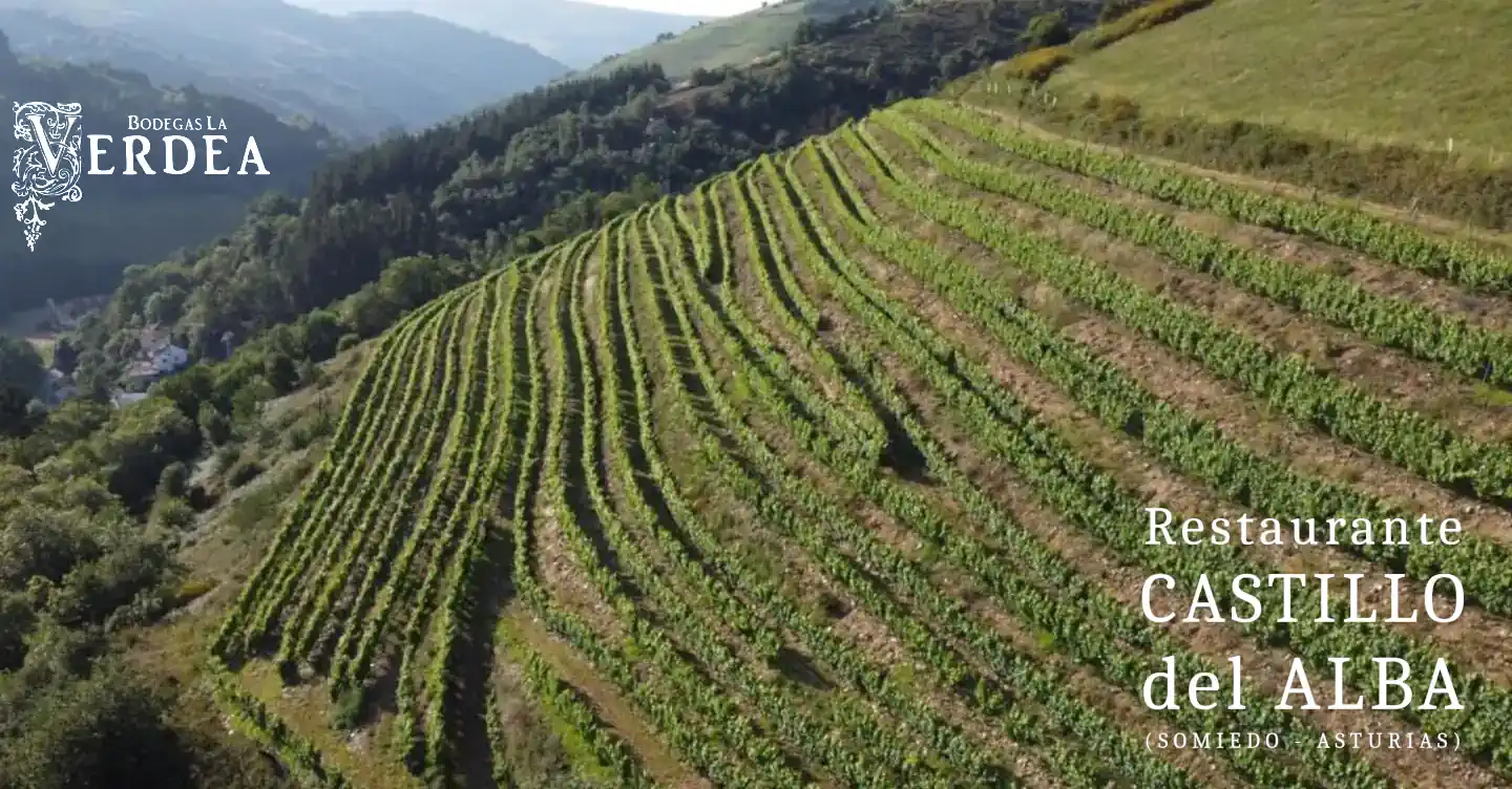 Bodegas La Verdea: Un Sello de Excelencia en el Mundo del Vino