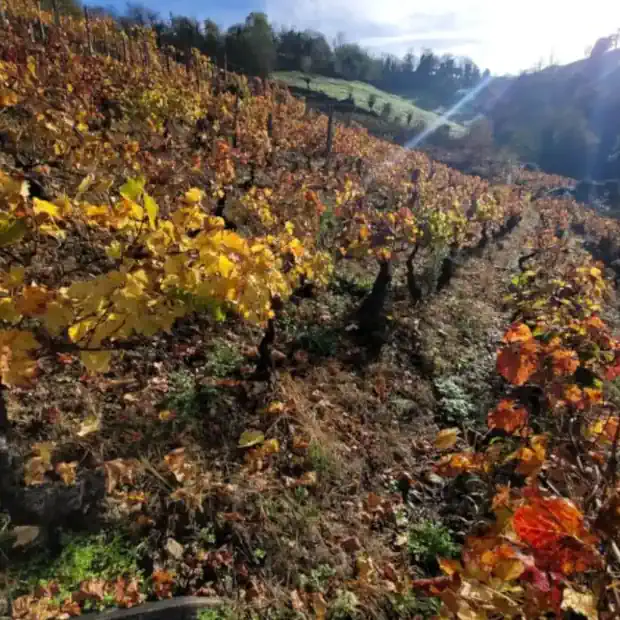 Bodegas La Verdea: Un Sello de Excelencia en el Mundo del Vino